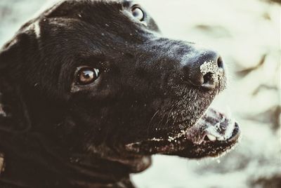 Close-up of dog looking away