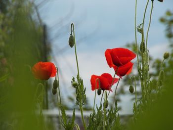 Close-up of red poppy flowers in field