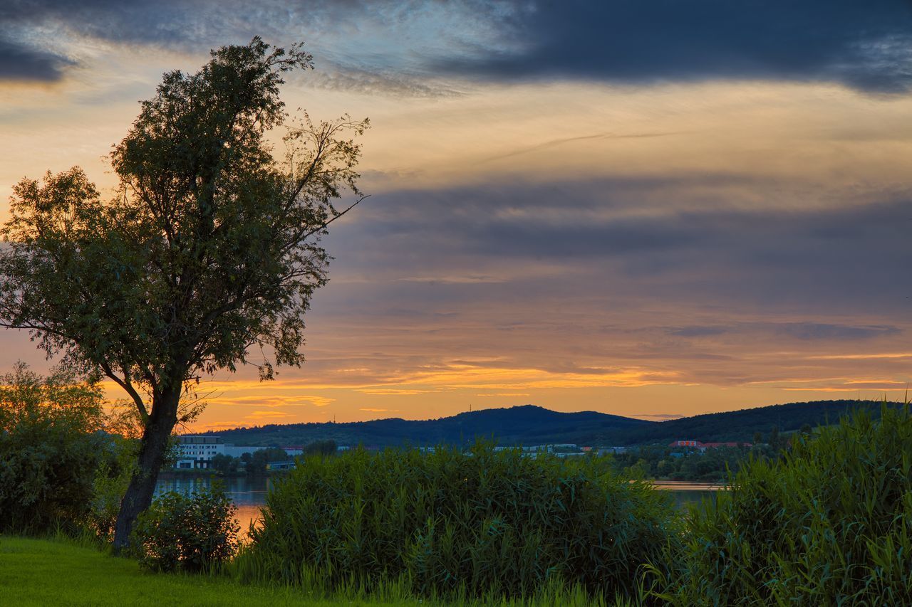 TREES ON FIELD AGAINST SKY AT SUNSET