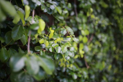 Close-up of fresh green leaves on tree