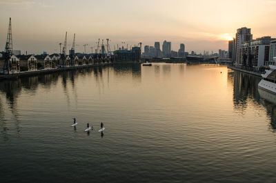 Swans swimming in river against cityscape during sunset