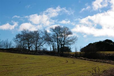 Bare trees on field against sky