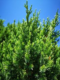 Close-up of pine tree against sky