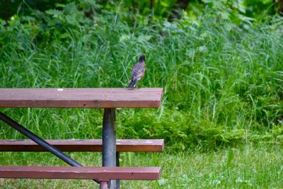 Bird perching on wood