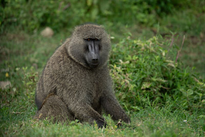 Close-up of monkey