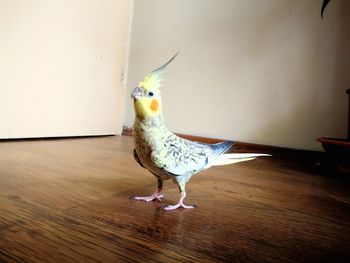 Close-up of bird on table at home