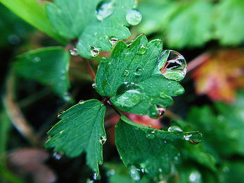 Close-up of wet leaves on rainy day