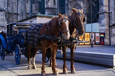 Horse cart in street