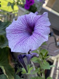 Close-up of purple flowering plant