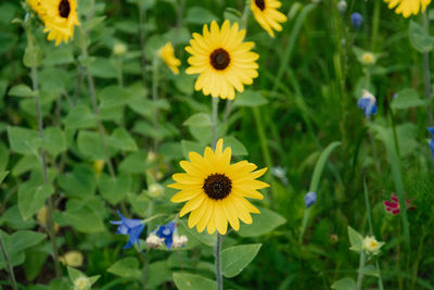 flowering plant
