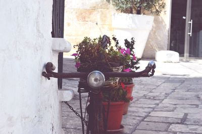 Potted plants in pot