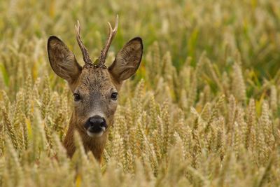 Portrait of deer amidst wheat crops on field