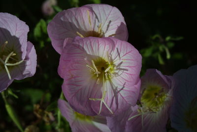 Close-up of purple flowers