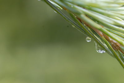 Close-up of wet plant