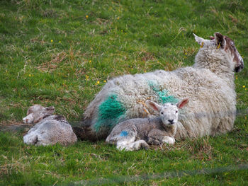 Sheep with lambs lying on grassy land