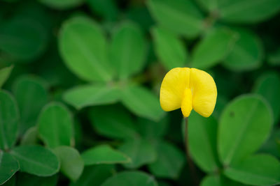 Close-up of yellow flowering plant