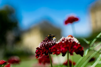 Close-up of bee pollinating on red flower