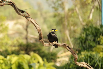 Bird perching on a branch