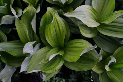 Full frame shot of leaves