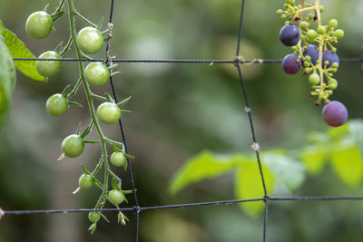 Close-up of berries growing on plant