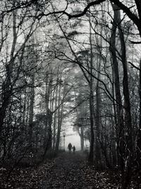 Bare trees against the sky