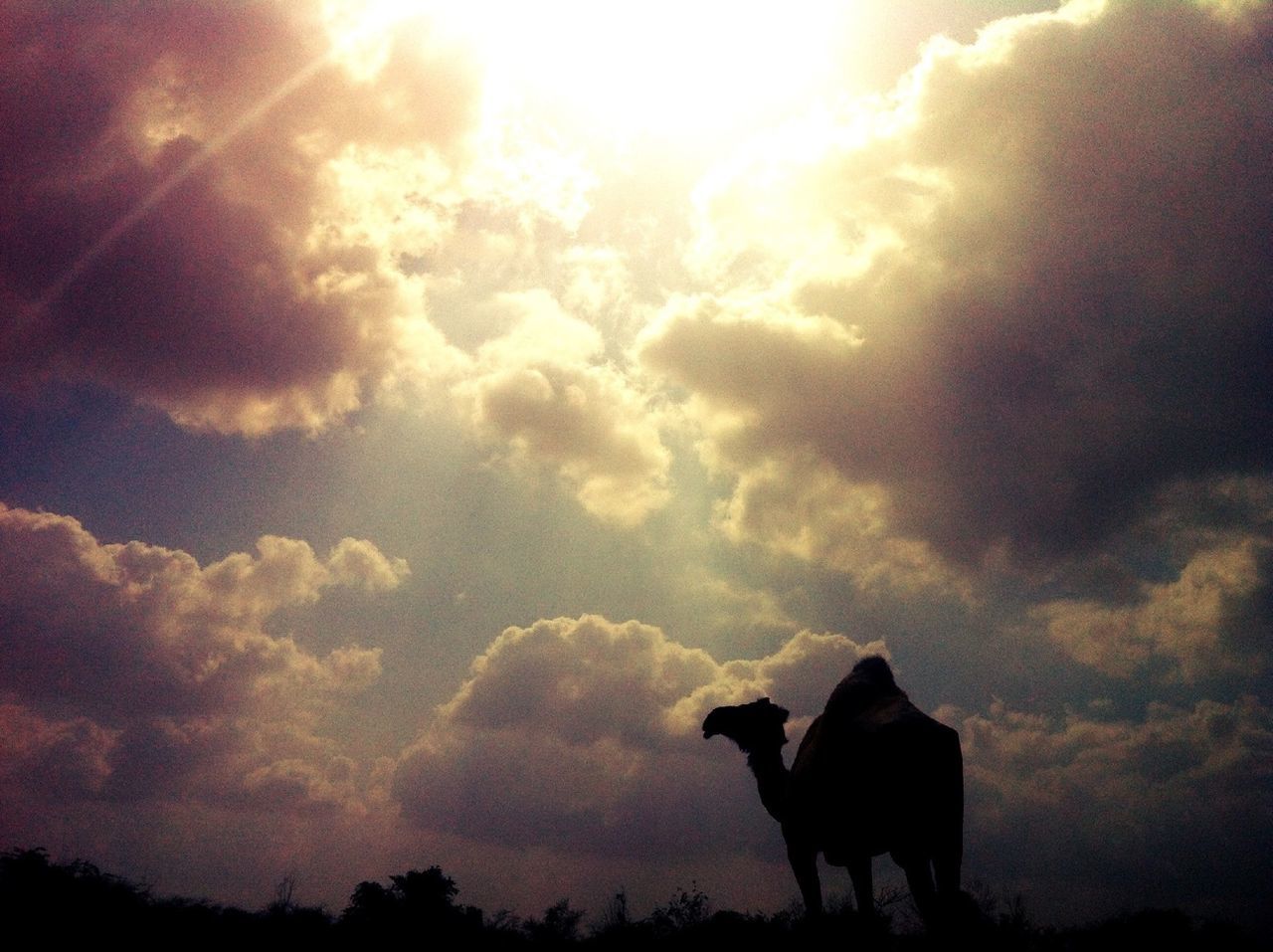 animal themes, domestic animals, mammal, one animal, pets, sky, dog, silhouette, cloud - sky, low angle view, sun, sunset, sunlight, nature, sunbeam, cloud, outdoors, no people, field, two animals