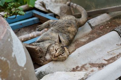 High angle view of a cat sleeping