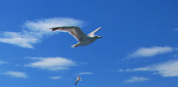 Low angle view of seagull flying against clear sky