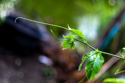 Close-up of insect on plant