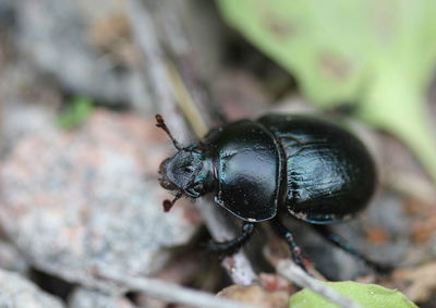 Close-up of insect