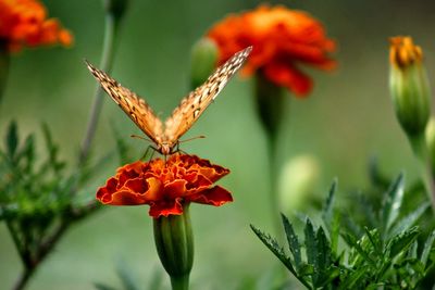 Close-up of butterfly pollinating on marigold