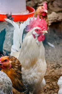 Close-up of rooster