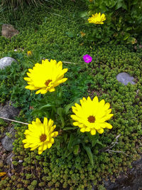 High angle view of yellow flowering plants