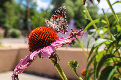 Close-up of butterfly pollinating on purple flower