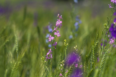 Close-up of purple flowering plant on field