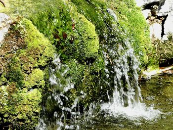 Scenic view of river amidst trees
