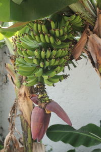 Plants growing on a tree
