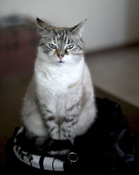 Portrait of cat sitting on floor