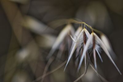 Close-up of dry plant