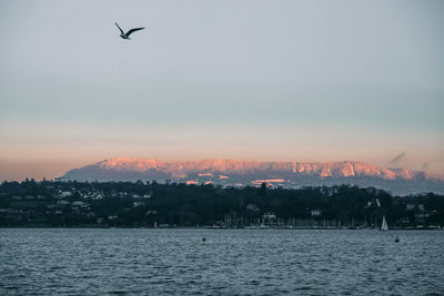 Birds flying over sea against sky during sunset