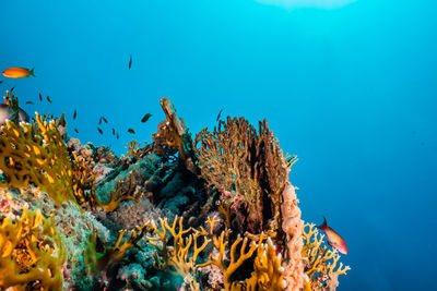 View of fish swimming underwater