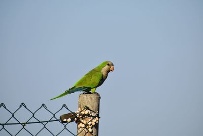 Low angle view of bird perching against clear blue sky