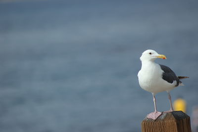 Seagull perching on railing against sea