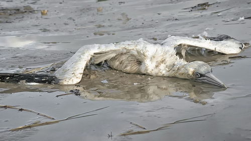 Cat in water