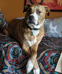 Portrait of dog sitting on bed