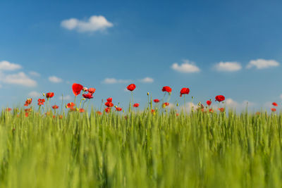 Red poppy flowers against sky