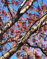 Low angle view of apple blossoms in spring