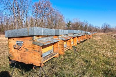 Bee on field by trees against sky