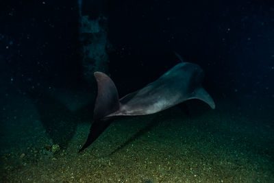 One dolphin swimming with divers in the red sea, eilat israel a.e