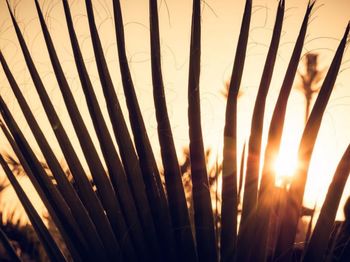 Close-up of silhouette plants against sunset sky